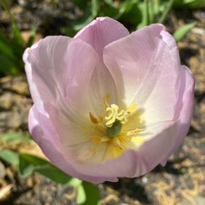 Meet your Posher, Amele